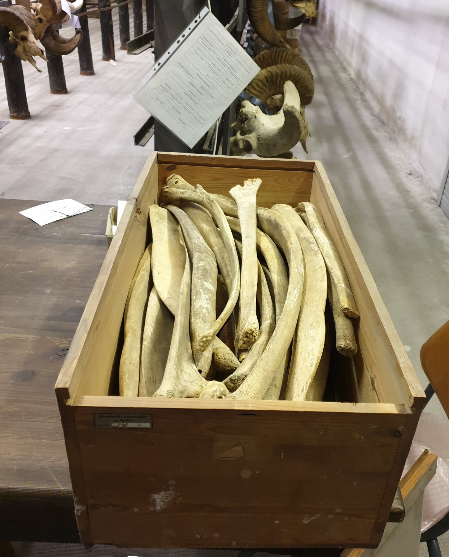 Open wooden box of long bones lies on a table. A chair stands next to the table; antlers hang in the background.